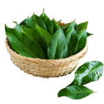 daun salam bahan etawalin